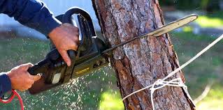 Armonk, NY Tree Services Company