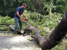 How Our Tree Care Process Works  in  Armonk, NY